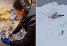 Investigadores peruanos revelan nuevas especies en la Antártida y su importancia frente al cambio climático