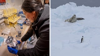 Investigadores peruanos revelan nuevas especies en la Antártida y su importancia frente al cambio climático
