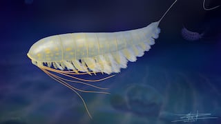 Descubren una nueva especie conservada de artrópodo en ‘oro’ desde hace 450 millones de años