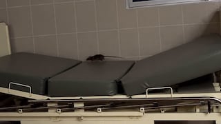 Piura: Captan a una rata sobre la camilla de un hospital de EsSalud