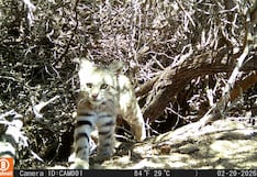 Piura: Cámaras trampa confirman presencia del gato del desierto en la Reserva Nacional Illescas
