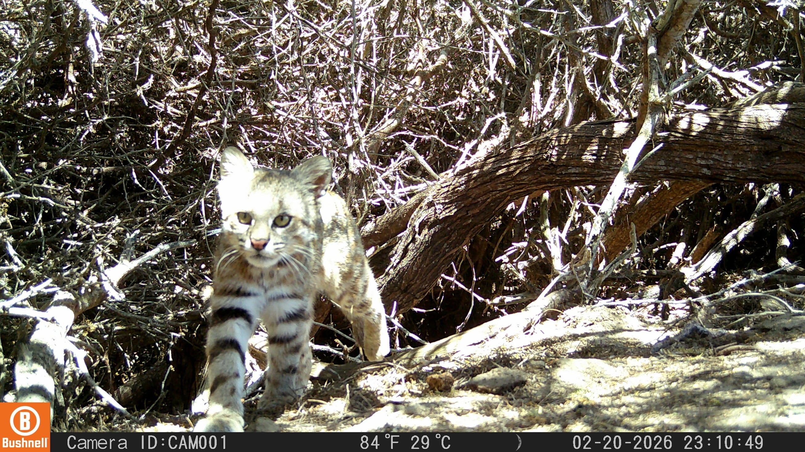 Cámaras trampa confirman presencia del gato del desierto
Reserva Nacional Illescas
