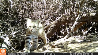 Piura: Cámaras trampa confirman presencia del gato del desierto en la Reserva Nacional Illescas