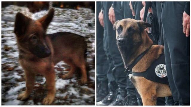 ​Francia: Rusia le regala pequeño perro policía tras la muerte de Diesel durante operativo antiterrorista