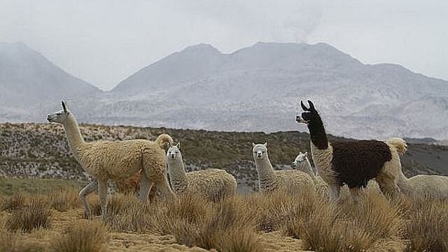 ​Arequipa: muerte de camélidos aumenta por el Sabancaya