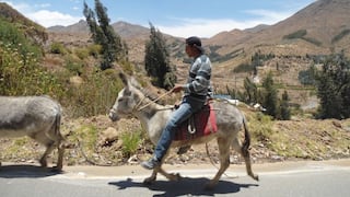 La Libertad: Pacanga realizará carrera de burros