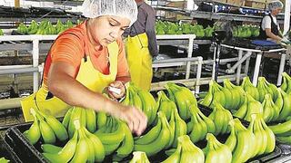 Mejora la producción de la papa y el banano  en la región Piura