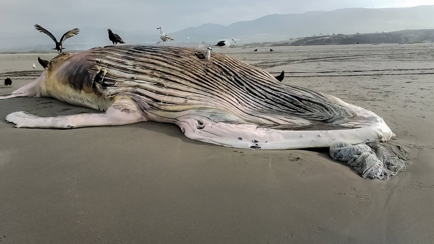 Reportan varamiento de una ballena jorobada en la playa Sombrero Chico, en Arequipa. Foto: IMARPE.