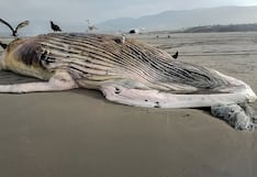 Ballena jorobada de 14 metros aparece varada en playa de Arequipa
