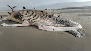 Ballena jorobada de 14 metros aparece varada en playa de Arequipa