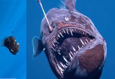 Graban por primera vez a un pez diablo negro en España