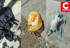Ica: denuncian envenenamiento de mascotas en distrito de Los Aquijes