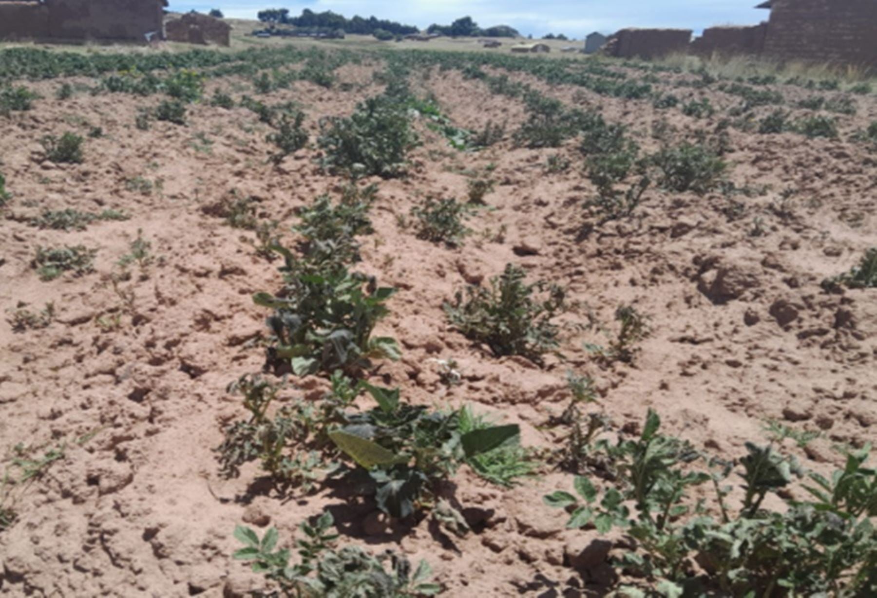 Cámara de Comercio de Lima recomienda que el Estado acompañe a los pequeños y medianos agricultores a mejorar la calidad de sus cultivos, que sean resistentes al calor. Foto: Andina.