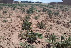 Pequeños y medianos agricultores necesitan del Estado para disminuir el impacto de El Niño