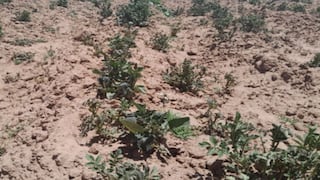 Pequeños y medianos agricultores necesitan del Estado para disminuir el impacto de El Niño