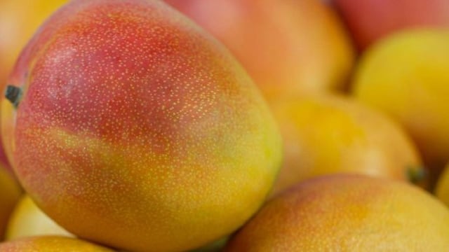 ComexPerú: Mango se acerca a un nuevo récord en exportación de US$ 260 millones este año 