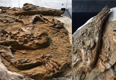 Ica: hallan fósil de cocodrilo juvenil de unos 10 millones de años en el desierto de Ocucaje