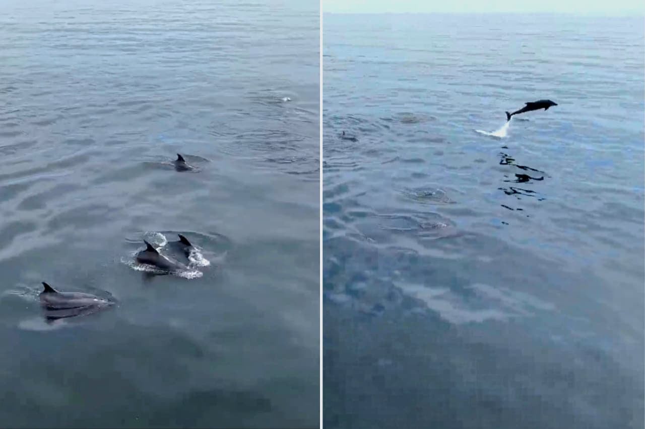 Delfines en las playas de Mollendo. Foto: Captura de pantalla.