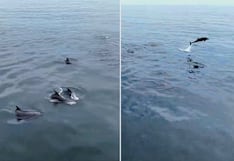 Espectáculo natural en Arequipa: Delfines sorprenden en playas de Mollendo, Islay (VIDEO)