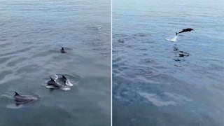 Espectáculo natural en Arequipa: Delfines sorprenden en playas de Mollendo, Islay (VIDEO)