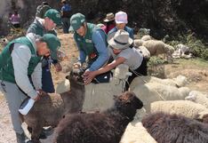 La Libertad: Ejecutan proyecto de vacunación y desparasitación en provincia de Pataz