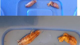 Piura: Hallan un insecto en conserva de anchoveta del programa Qali Warma