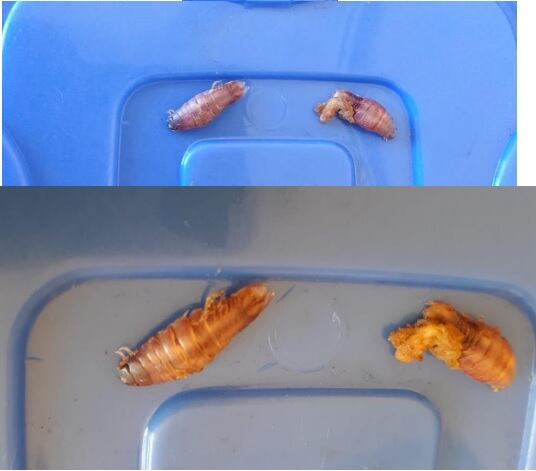 Durante una inspección realizada por la Contraloría, dos alumnos del nivel primario del colegio José Idelfonso Coloma encontraron “un cuerpo extraño” cuando consumían los alimentos. El órgano de control también detectó deficiencias higiénico sanitario en la preparación y servido de los alimentos en ocho escuelas de Sullana