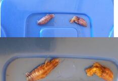 Piura: Hallan un insecto en conserva de anchoveta del programa Qali Warma