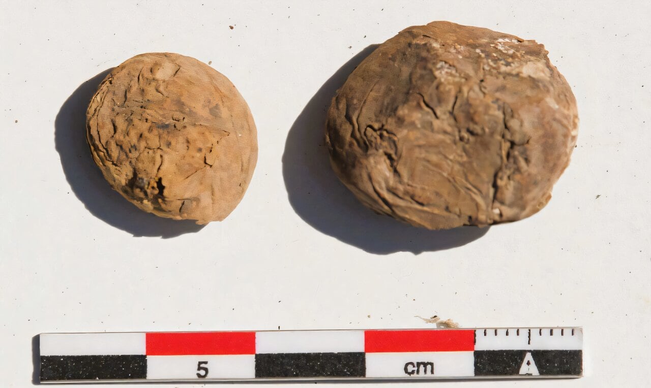 Dos papas liofilizadas de 500 años de antigüedad halladas en el valle de Acarí, Arequipa. Foto: Journal of Field Archaeology
