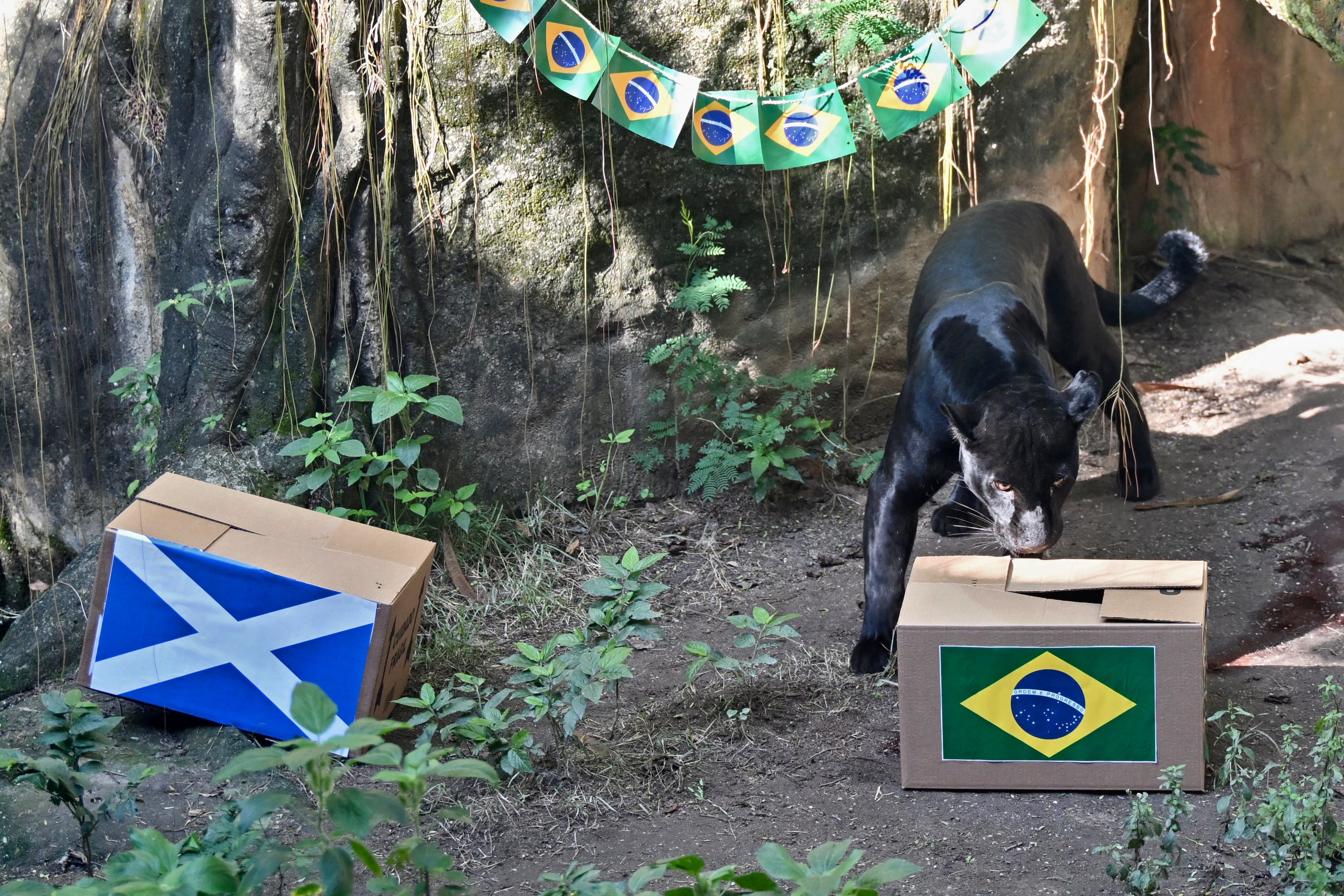 A female melanistic jaguar (Panthera onca) named Poty predicts the results of the FIFA World Cup match between Brazil and Scotland, at BioParque Zoo in Rio de Janeiro, Brazil, on June 22, 2026. Brazil will face Scotland on June 24, 2026. (Photo by Evaristo Sa / AFP)