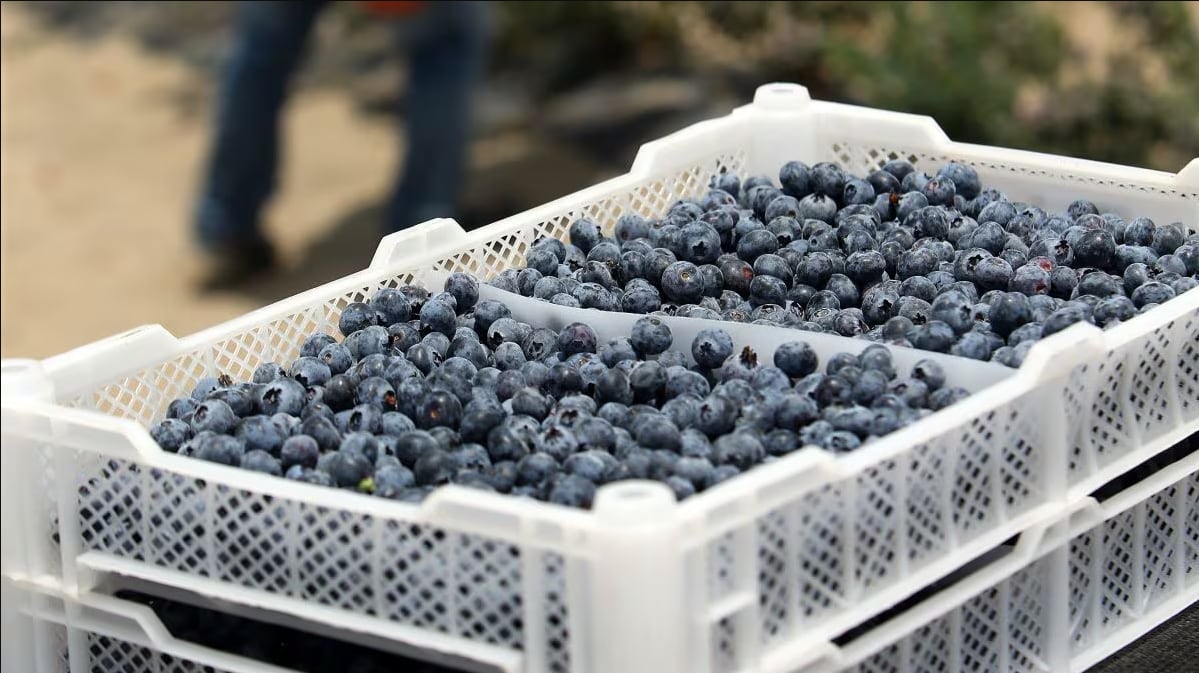 Ica supera las 9 mil toneladas de arándanos exportados durante la campaña 2026-2027