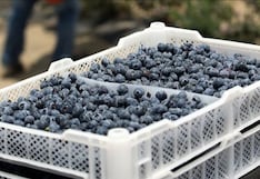 Ica supera las 9 mil toneladas de arándanos exportados durante la campaña 2026-2027