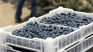 Ica supera las 9 mil toneladas de arándanos exportados durante la campaña 2026-2027