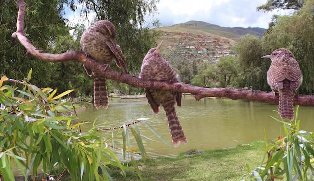 El Taurisho, el pequeño guardián de la laguna Viña del Río en Huánuco a punto de desaparecer