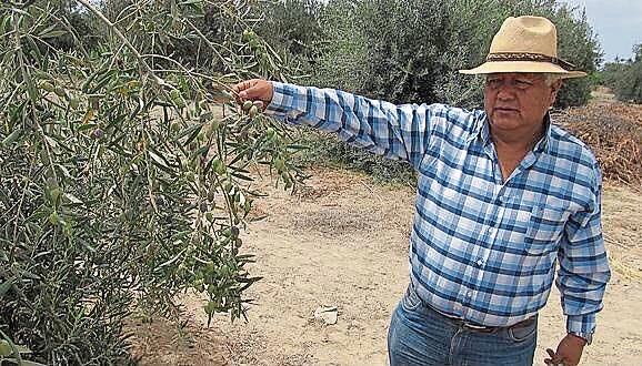 Desde el Gobierno Regional se alista proyecto para fortalecer su cultivo y comercialización. (Foto: Difusión)