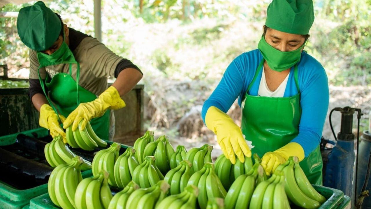 Los productores solicitan a Senasa controlar, erradicar y frenar el avance del fusarium. Más de 16.000 hectáreas pueden verse afectadas si no se actúa de manera rápida.