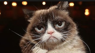 Muere a los siete años Grumpy Cat, la gata gruñona más famosa en internet