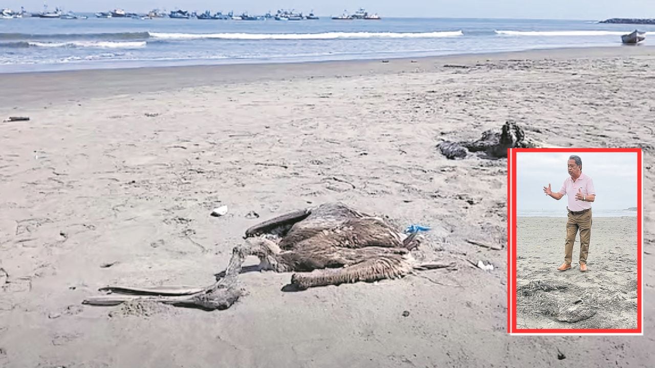 Biólogo Carlos Bocanegra explicó que debido al calentamiento del mar, la anchoveta, principal alimento de pelícanos, guanay y piqueros, migra al sur. Los cadáveres están apareciendo en las playas de Salaverry y Las Delicias. Esto representa un peligro porque no los recogen y pueden provocar enfermedades.