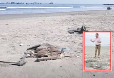 La Libertad: Aves guaneras mueren por la escasez de peces