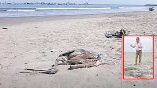 La Libertad: Aves guaneras mueren por la escasez de peces