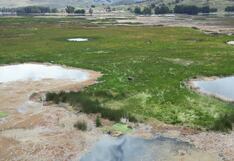 Toro que vive varado en islote hace llorar a Marco, en Jauja
