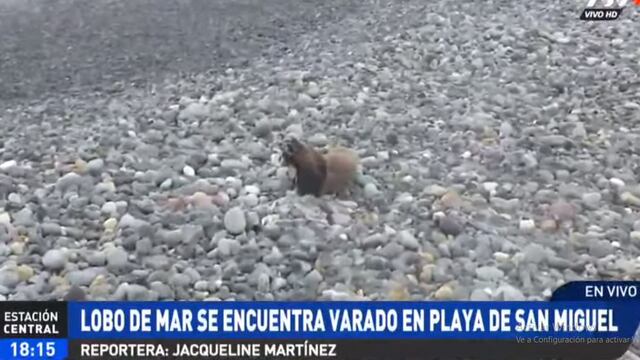 Lobo marino se encuentra herido y varado en la playa Los Domos, en San Miguel