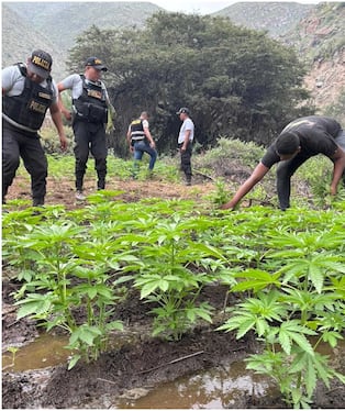 Chincha: erradican más de 26 mil plantones de marihuana cultivados en Chavín