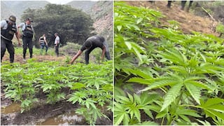 Chincha: erradican más de 26 mil plantones de marihuana cultivados en Chavín