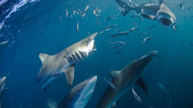​Migración de tiburones causa alarma en playas de Miami (VIDEO)