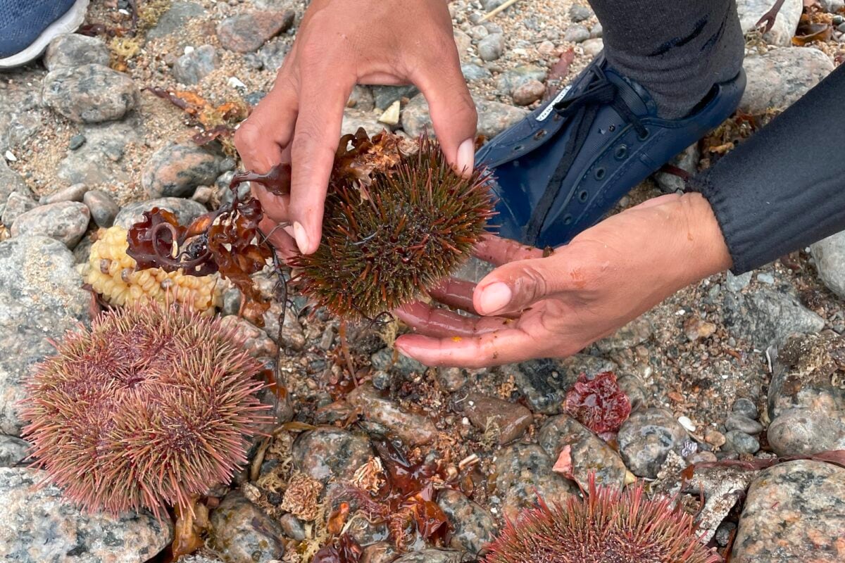 Establecen cuota máxima de captura del erizo en Camaná e Islay. Foto: Cortesía Fondemar