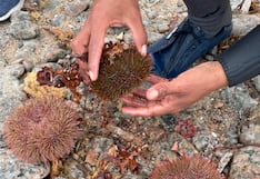 Produce fija en 447 toneladas el límite de pesca de erizo en el mar de Arequipa