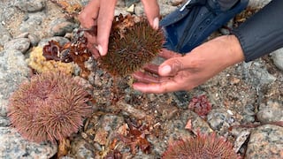 Produce fija en 447 toneladas el límite de pesca de erizo en el mar de Arequipa