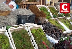 Navidad verde en riesgo: decomisan toneladas de musgo extraído ilegalmente en Junín y Huánuco