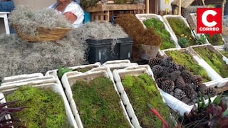 Navidad verde en riesgo: decomisan toneladas de musgo extraído ilegalmente en Junín y Huánuco